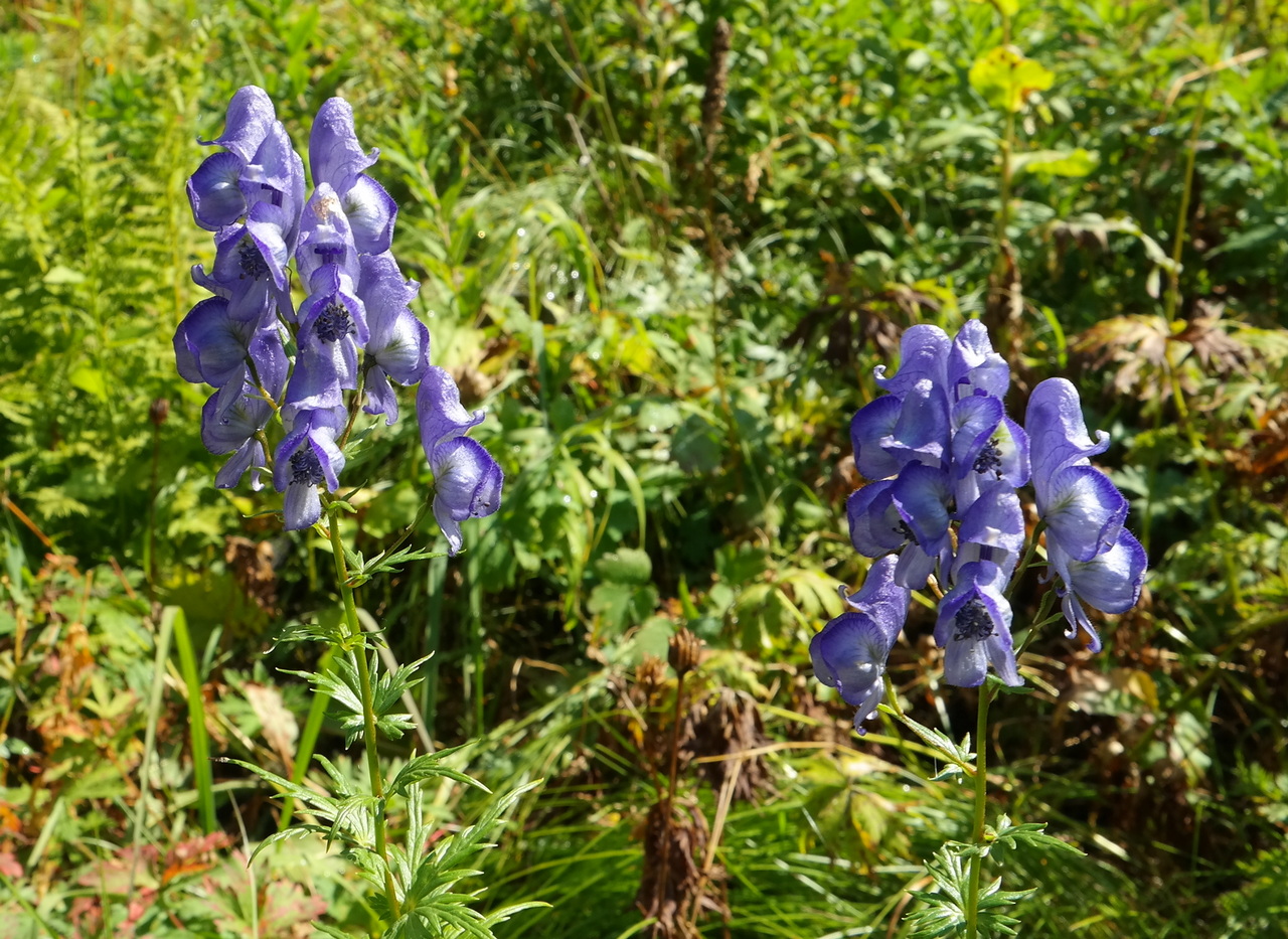 Изображение особи Aconitum nasutum.