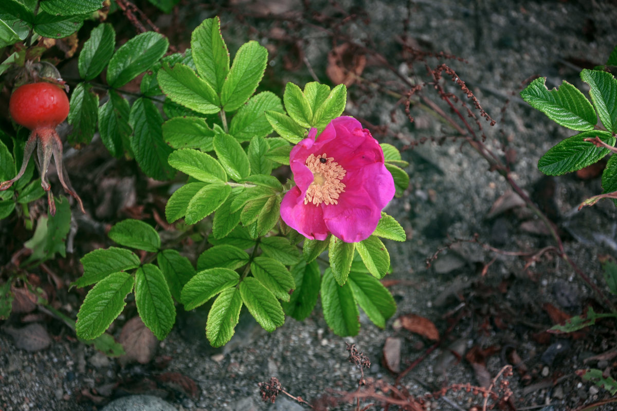 Изображение особи Rosa rugosa.