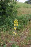 Смотреть изображение Phlomoides labiosiformis