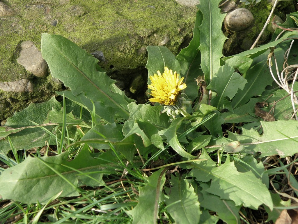 Изображение особи Taraxacum ostenfeldii.