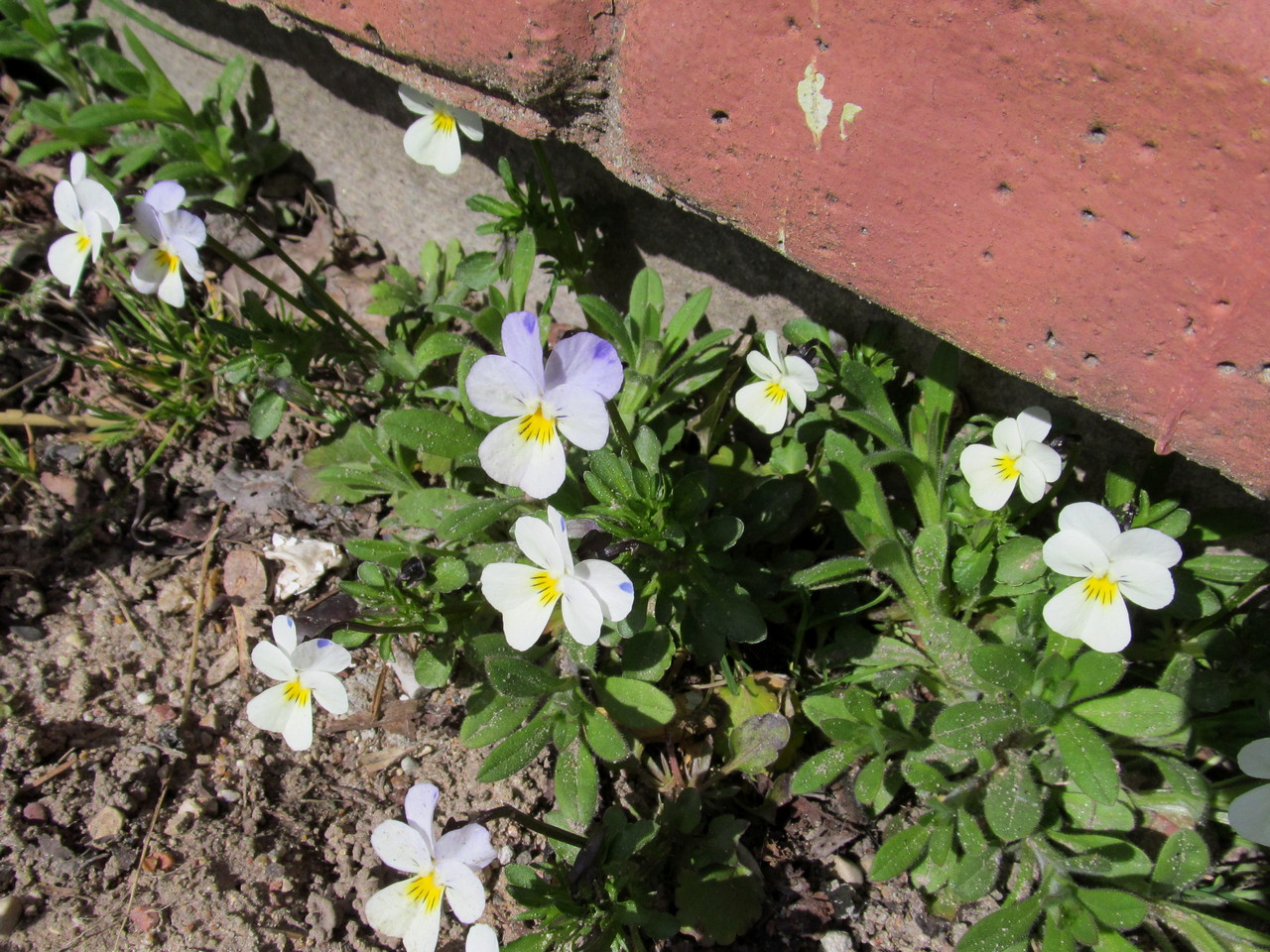 Image of Viola tricolor specimen.