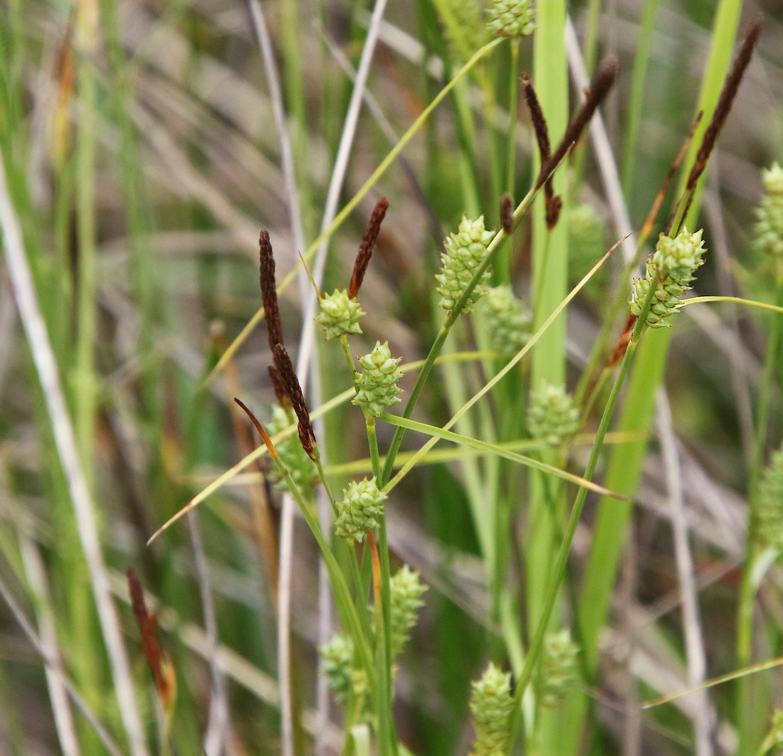 Image of genus Carex specimen.