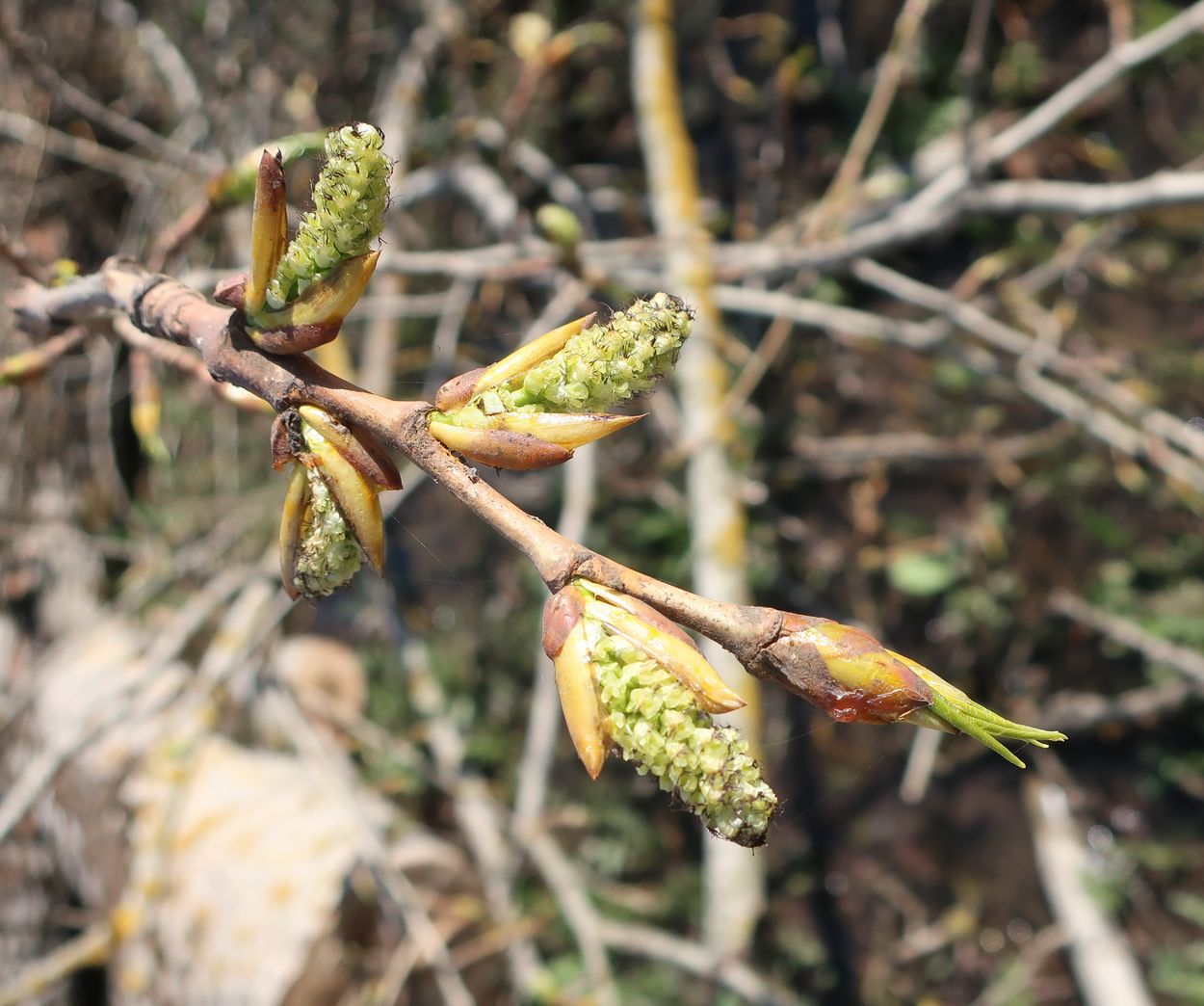 Image of Populus &times; sibirica specimen.