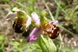 Ophrys apifera. Цветки. Крым, окр. Феодосии, хр.Тепе-Оба. 7 июня 2008 г.
