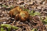 Dryopteris crassirhizoma