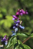 Lathyrus vernus. Соцветие. Ленинградская обл., Ломоносовский р-н, окр. дер. Ломаха; бровка дол. р. Ламошка, опушка широколиственного леса на известняке. 21.05.2023.