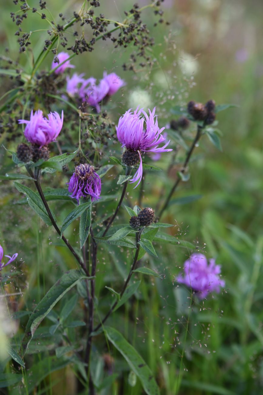 Image of genus Centaurea specimen.