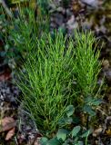 Equisetum arvense. Вегетирующие растения в сообществе с Vaccinium uliginosum. Красноярский край, Таймырский Долгано-Ненецкий р-н, плато Путорана, берег Хантайского озера в р-не устья р. Иркингда, опушка смешанного леса. 24.07.2023.