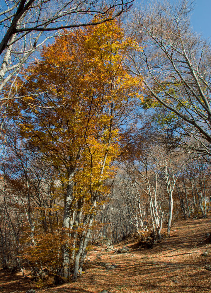 Image of Fagus &times; taurica specimen.