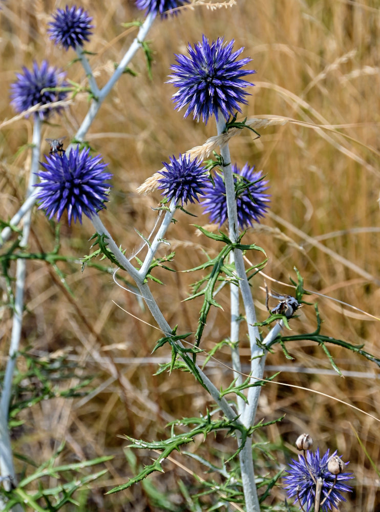 Image of Echinops crispus specimen.