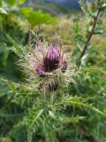 Cirsium obvallatum