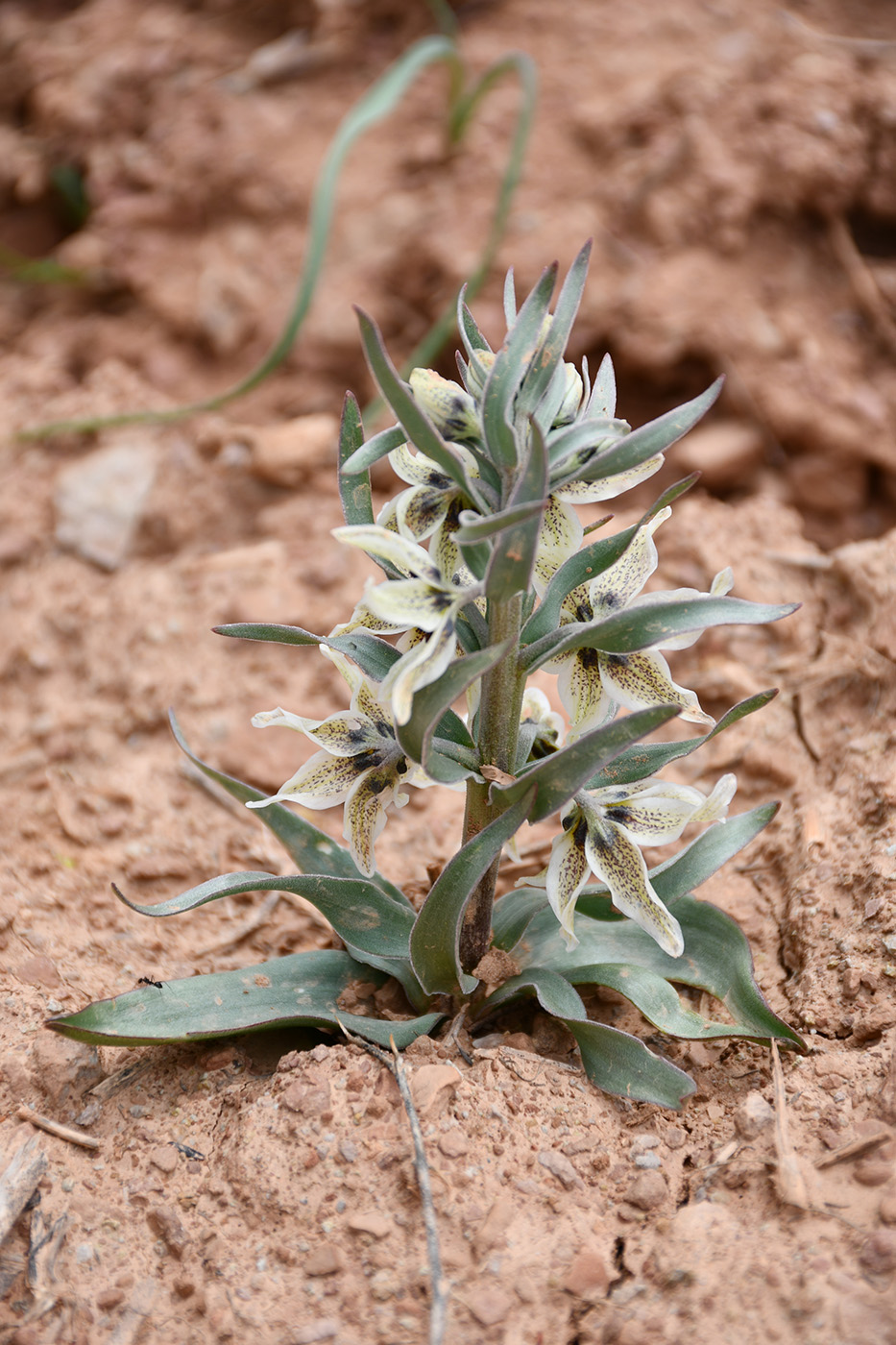 Изображение особи Fritillaria baisunensis.