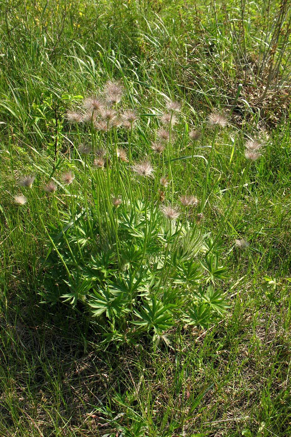 Изображение особи Pulsatilla patens.