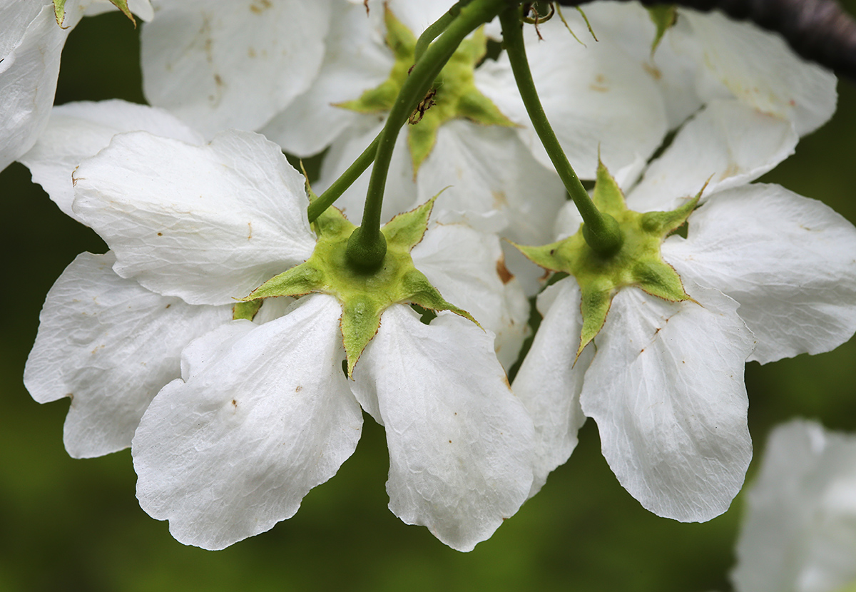 Image of Pyrus ussuriensis specimen.