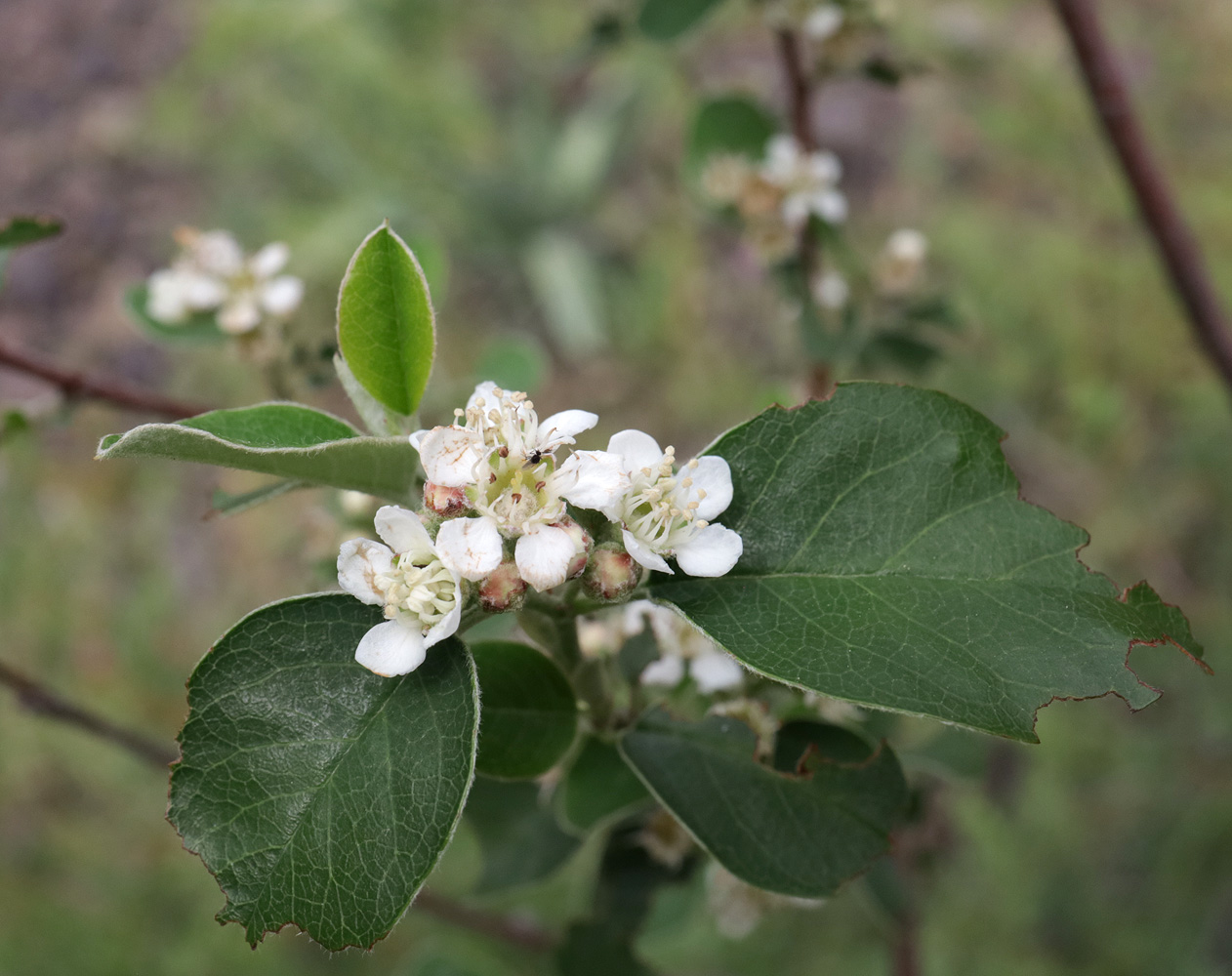 Image of genus Cotoneaster specimen.