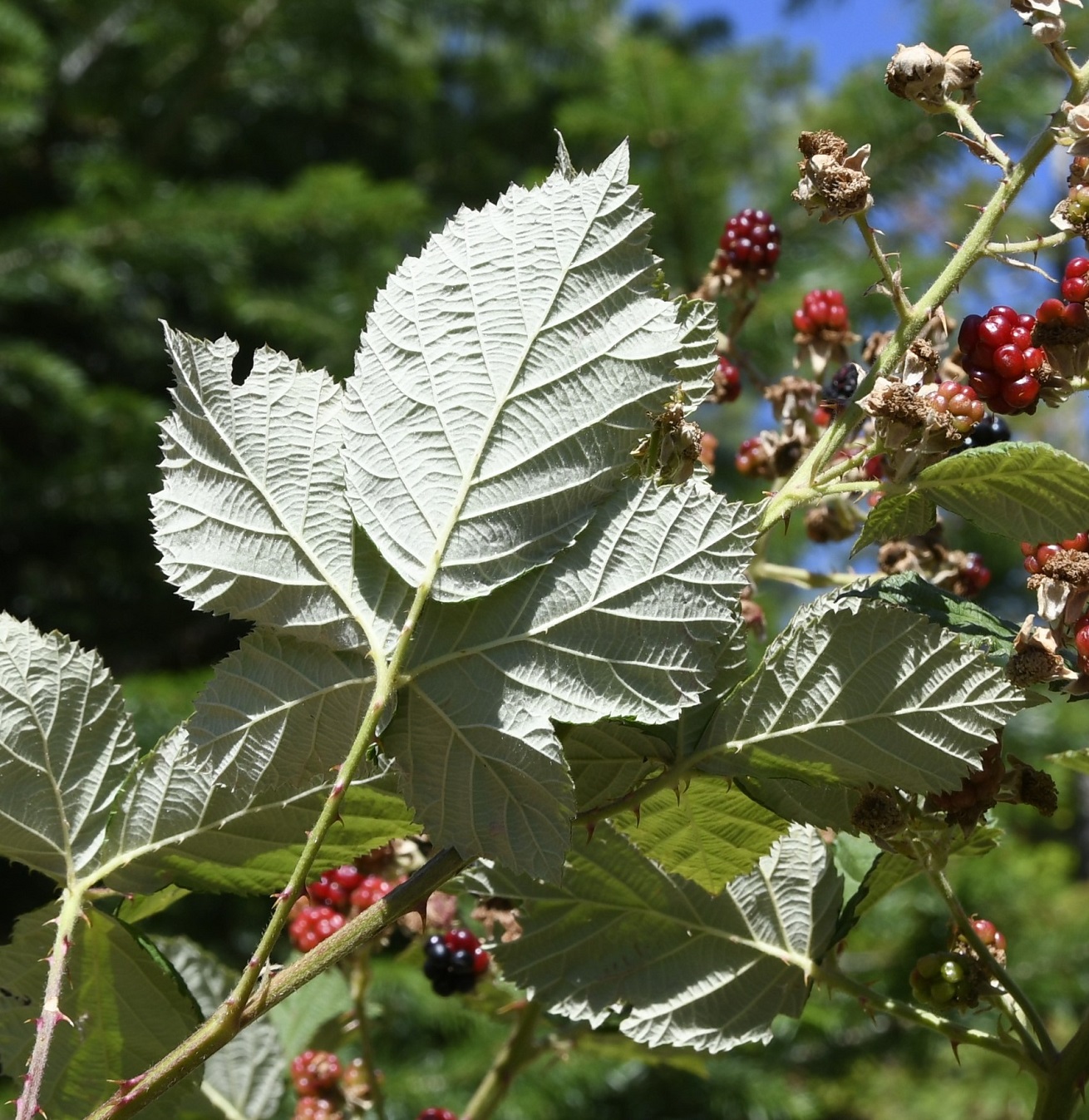 Изображение особи Rubus discolor.