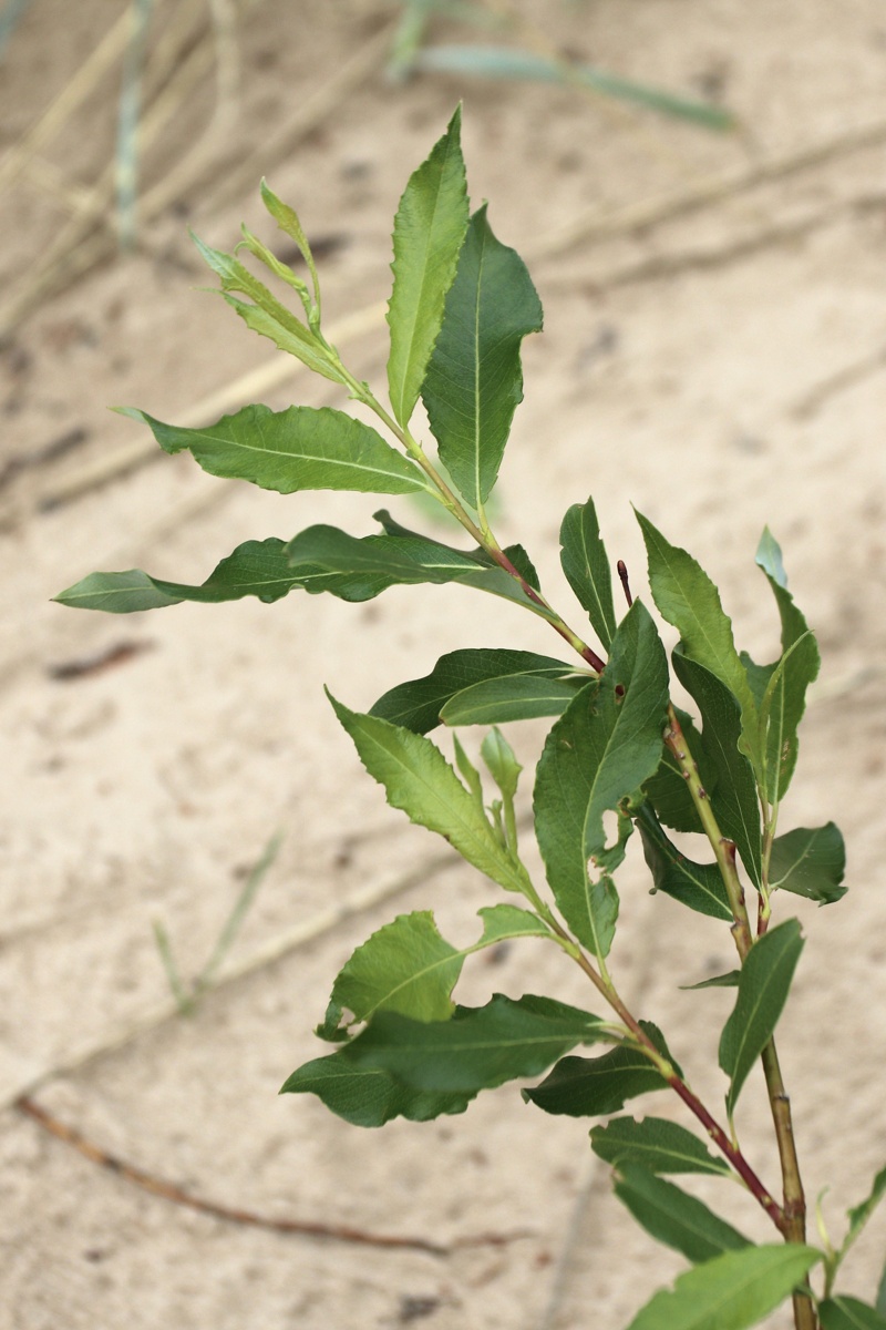 Image of Salix phylicifolia specimen.