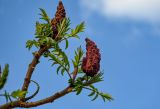 Rhus typhina. Верхушки ветвей с прошлогодними соплодиями и распускающимися листьями. Брянская обл., г. Брянск, в культуре. 03.05.2024.