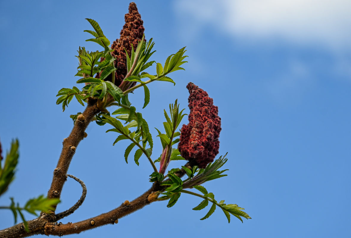 Image of Rhus typhina specimen.