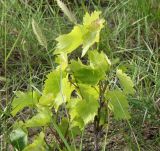 Vitis vinifera. Побеги вегетирующего растения. Краснодарский край, м/о Анапа, окр. пос. Супсех, луговой участок на склоне горы. 04.06.2021.