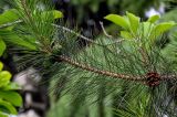 Pinus tabuliformis. Часть ветви с созревающими и раскрывшейся шишками. Китай, провинция Шэньси, г. Сиань, в культуре. 10.06.2024.