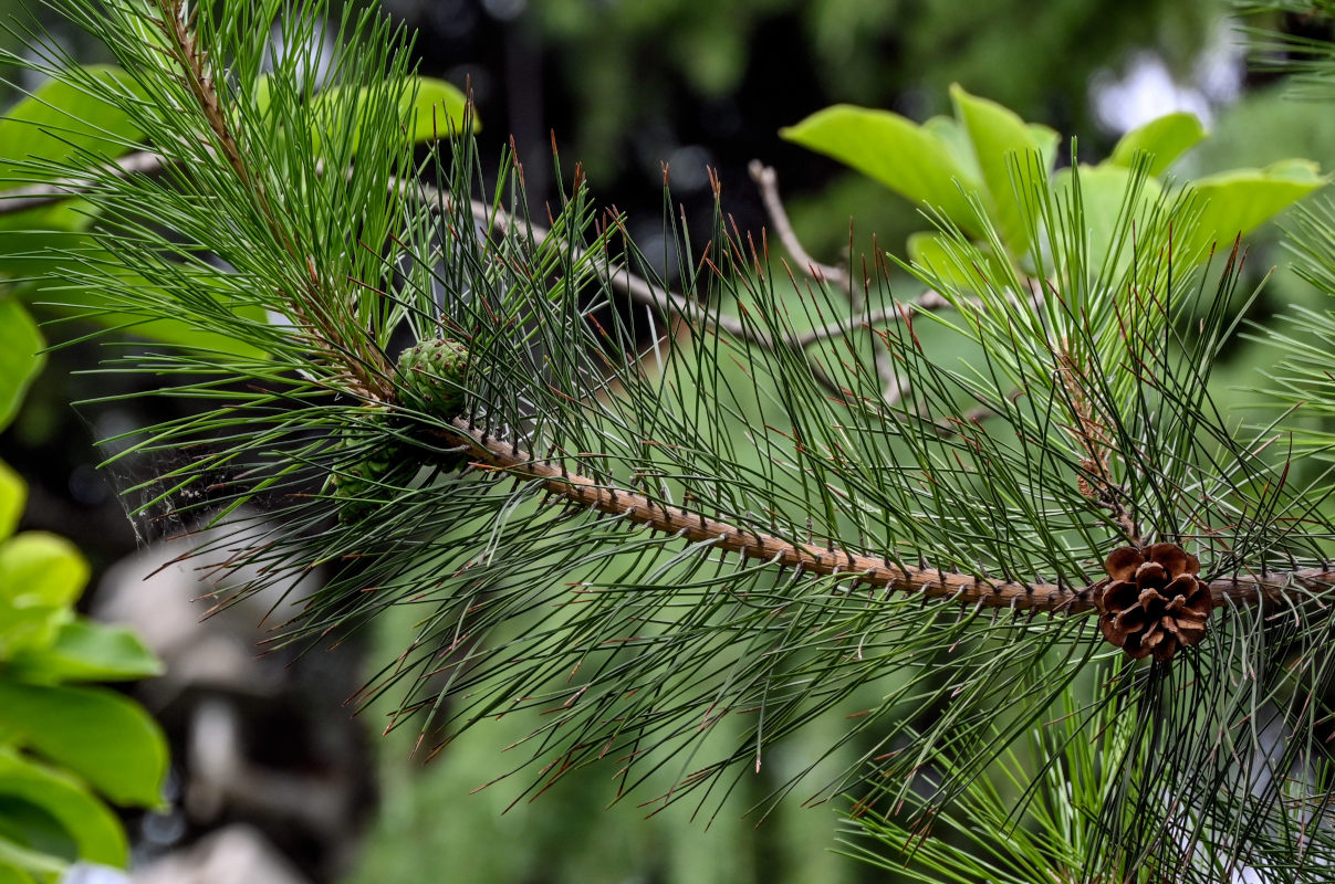 Изображение особи Pinus tabuliformis.