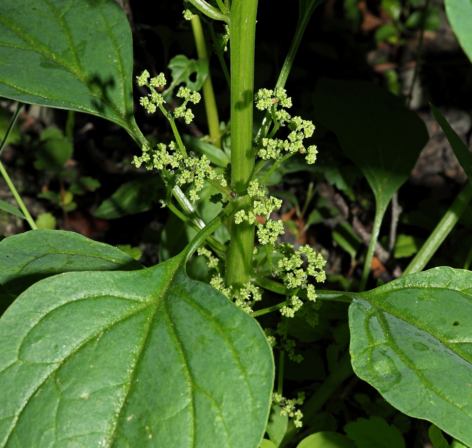 Изображение особи Lipandra polysperma.