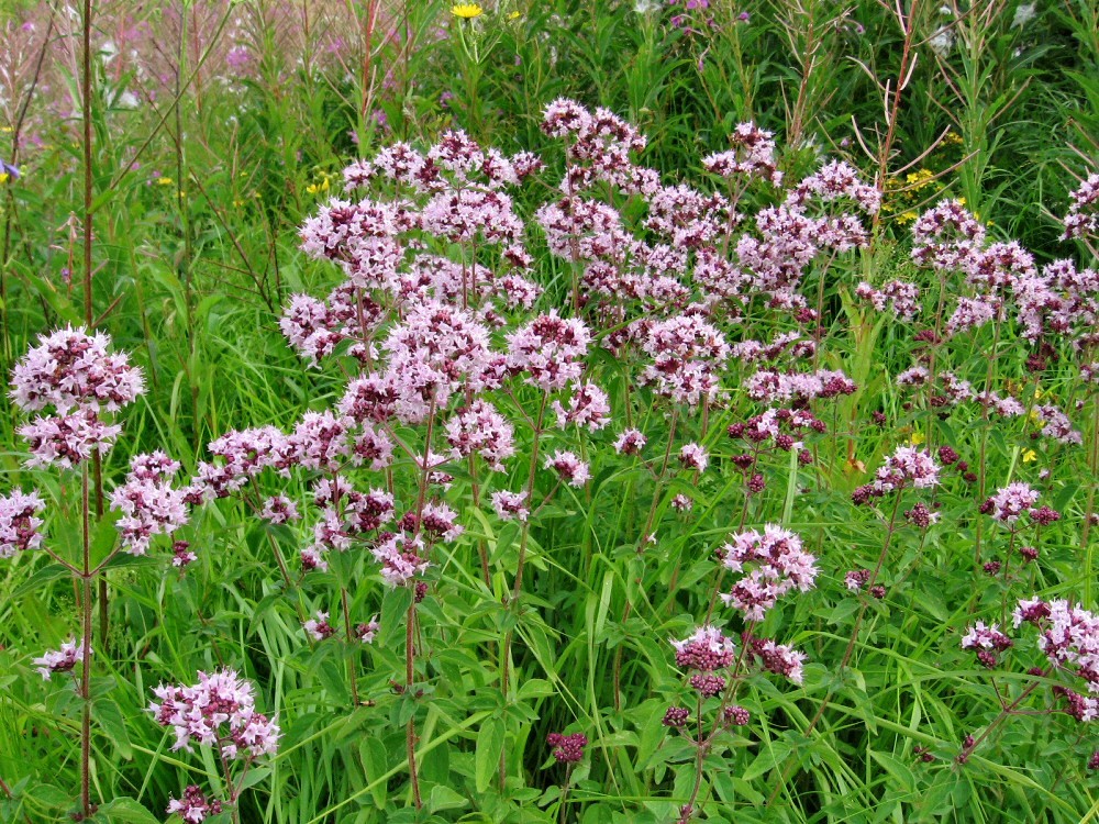 Image of Origanum vulgare specimen.