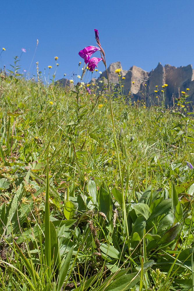 Image of Gladiolus tenuis specimen.