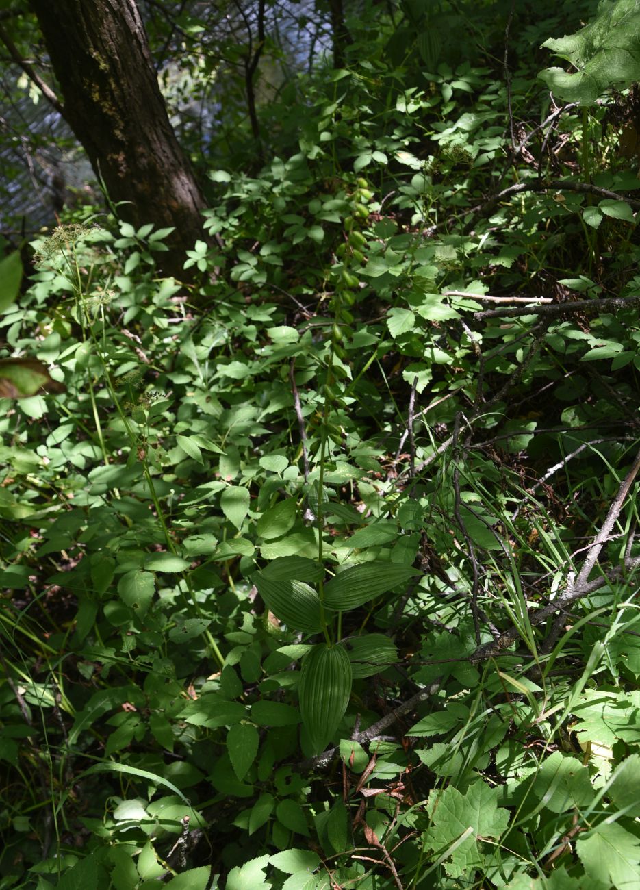 Image of Epipactis helleborine specimen.