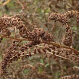 род Athyrium