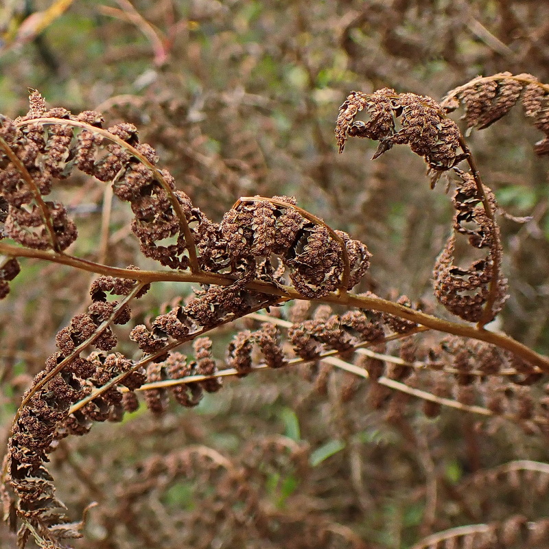 Изображение особи род Athyrium.