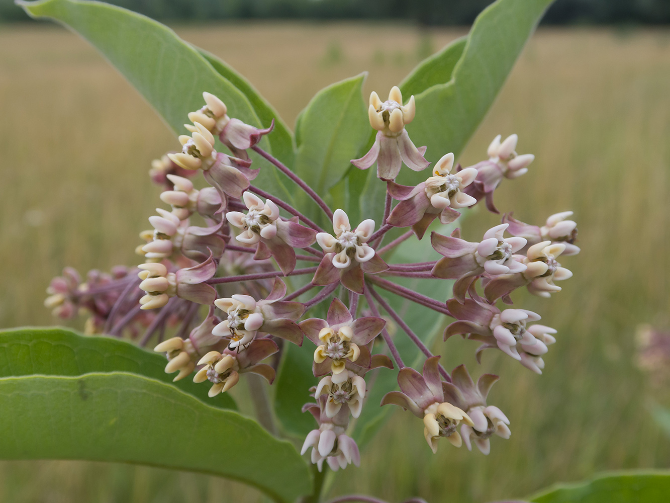 Image of Asclepias syriaca specimen.