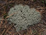 род Cladonia