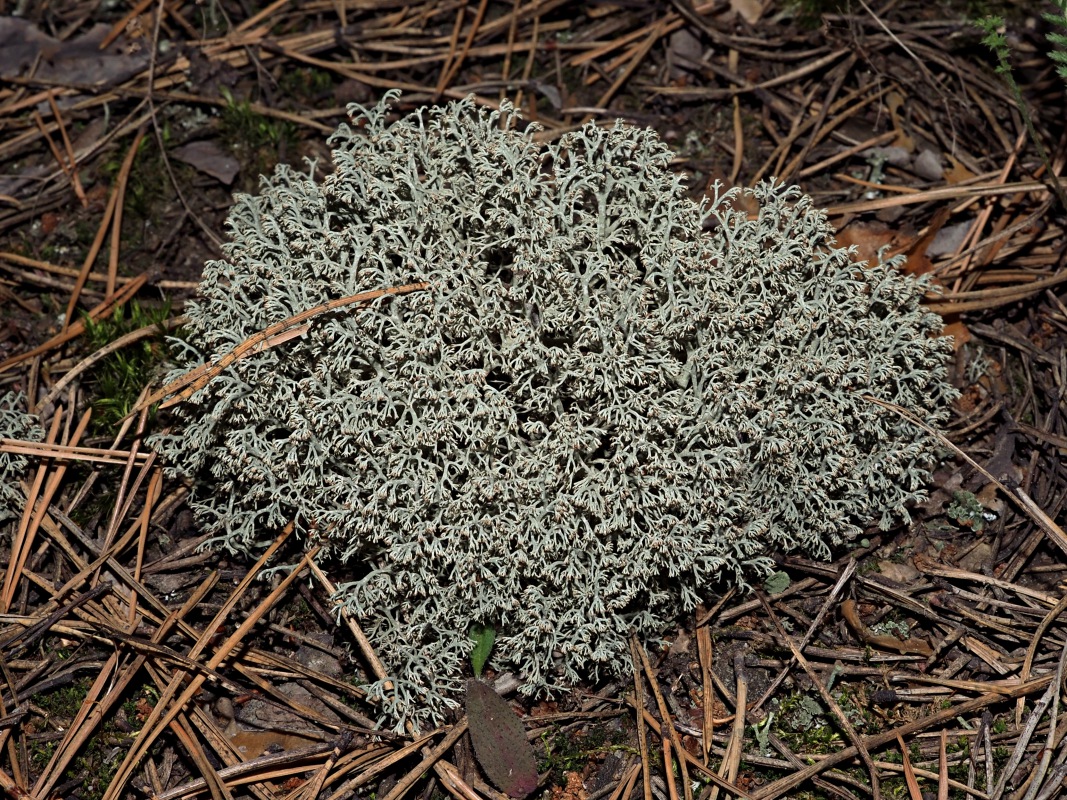 Изображение особи род Cladonia.