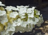 Hydrangea quercifolia. Верхушка соцветия. Испания, автономное сообщество Каталония, провинция Жирона, комарка Баш-Эмпорда, муниципалитет Палафружель, ботанический сад \"Кап-Роч\". 04.06.2023.