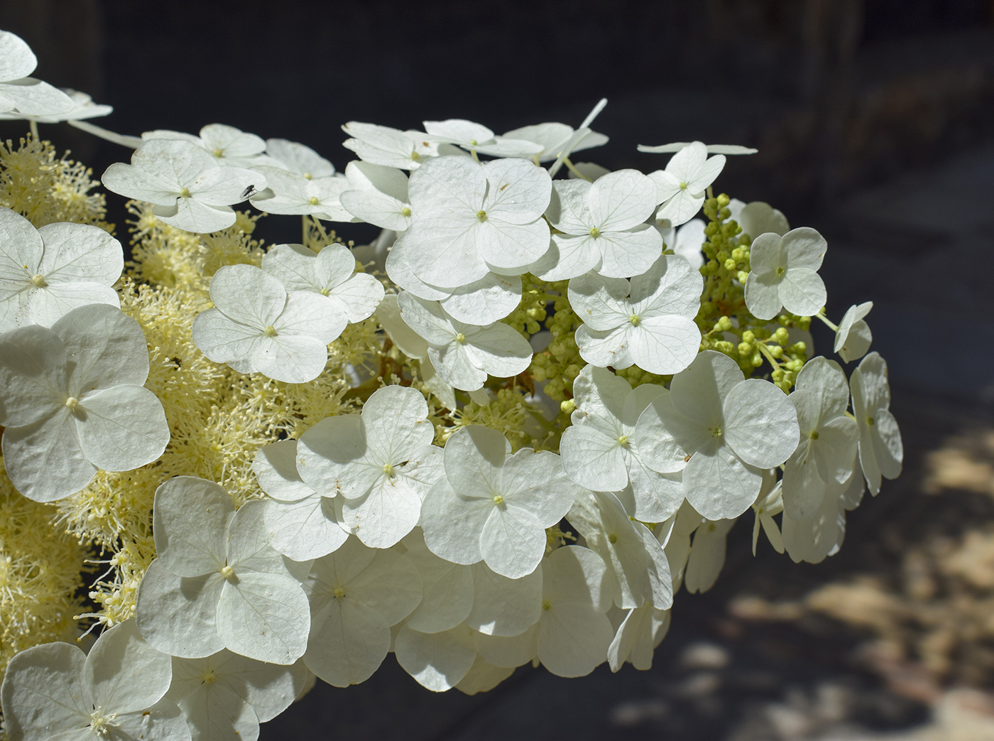 Image of Hydrangea quercifolia specimen.