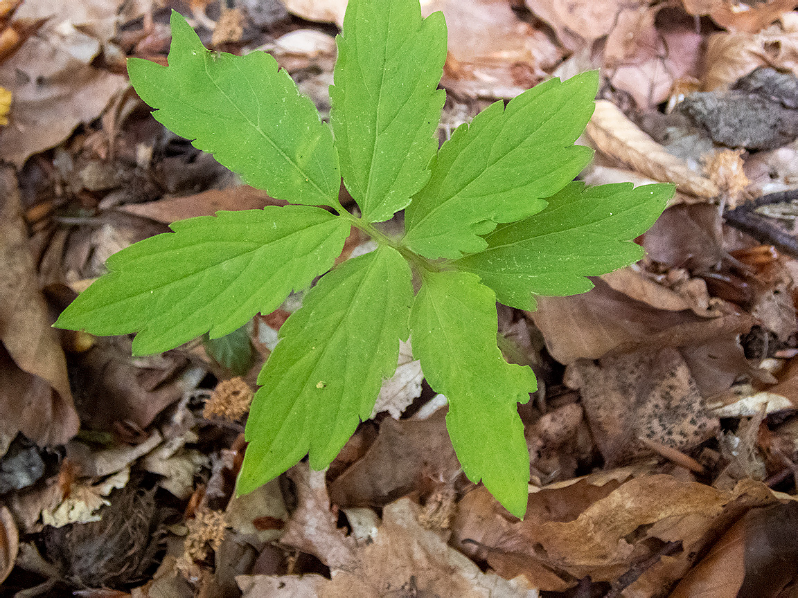 Изображение особи Cardamine quinquefolia.