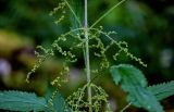 Urtica dioica. Часть побега с соплодиями. Московская обл., Дмитровский гор. округ, окр. оз. Свиное, смешанный лес. 21.07.2024.