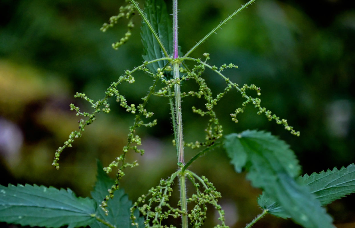 Image of Urtica dioica specimen.