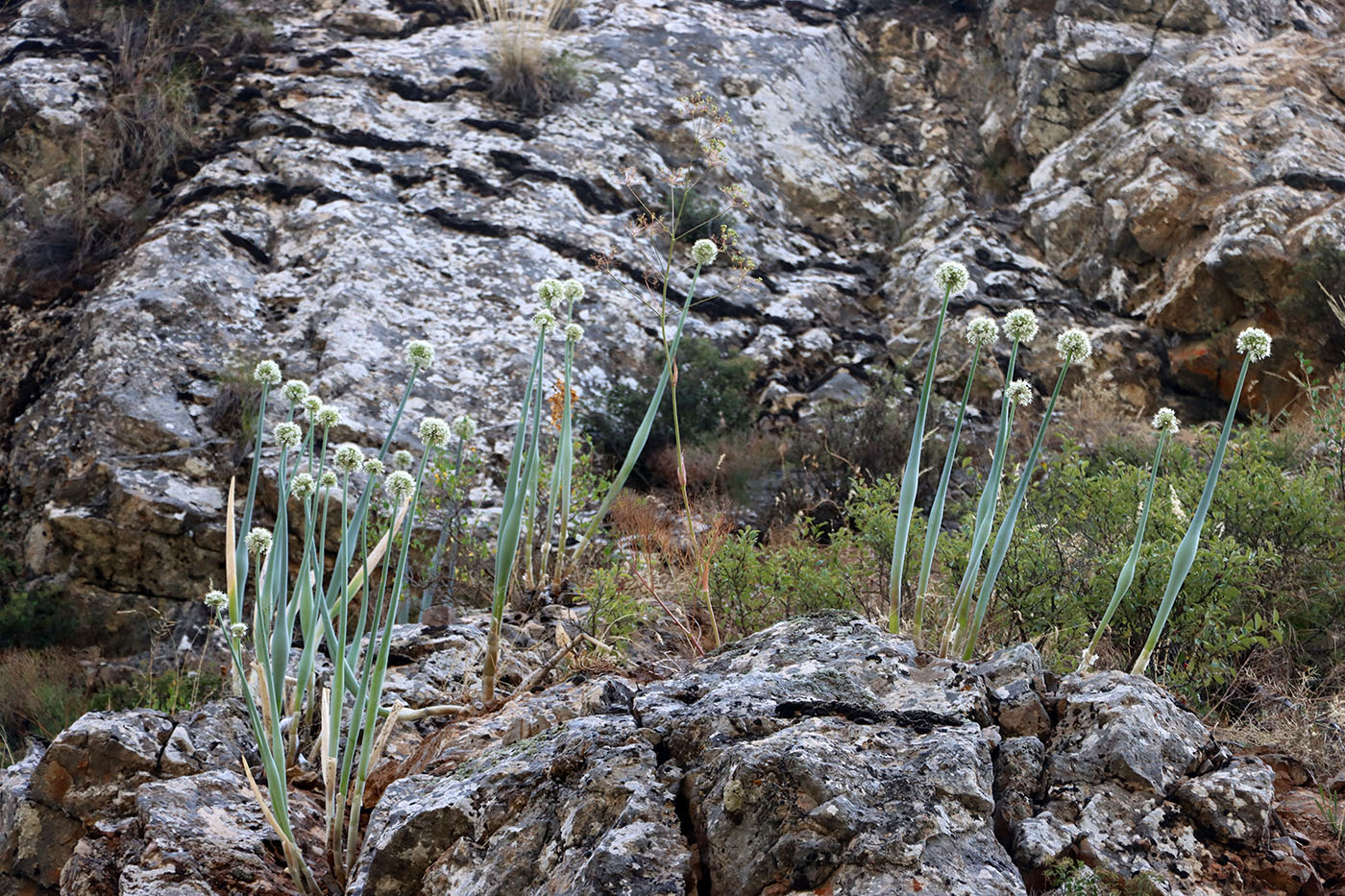 Image of Allium pskemense specimen.