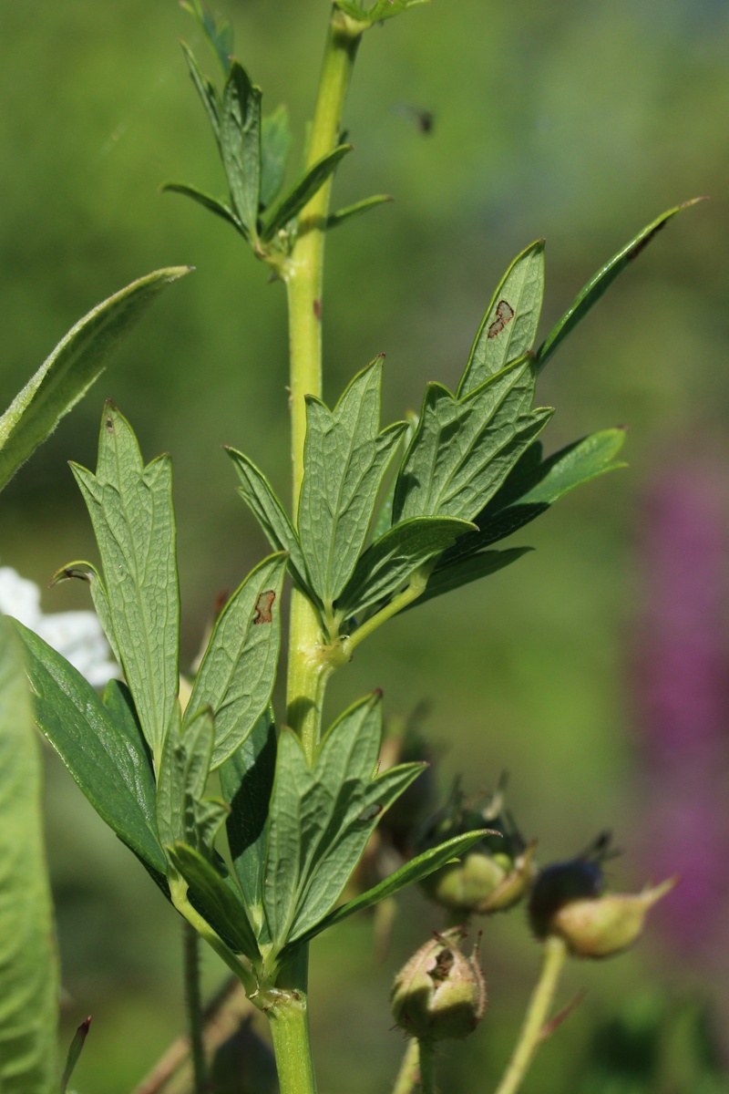 Image of Thalictrum flavum specimen.