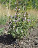 Galeopsis ladanum. Цветущее растение. Ульяновская обл., Новомалыклинский р-н, окр. с. Высокий Колок, граница с Самарской обл., окраина убранного поля. 02.09.2023.