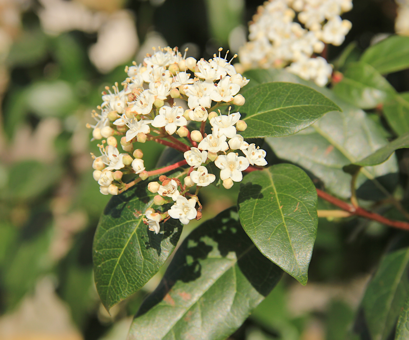 Image of Viburnum tinus specimen.