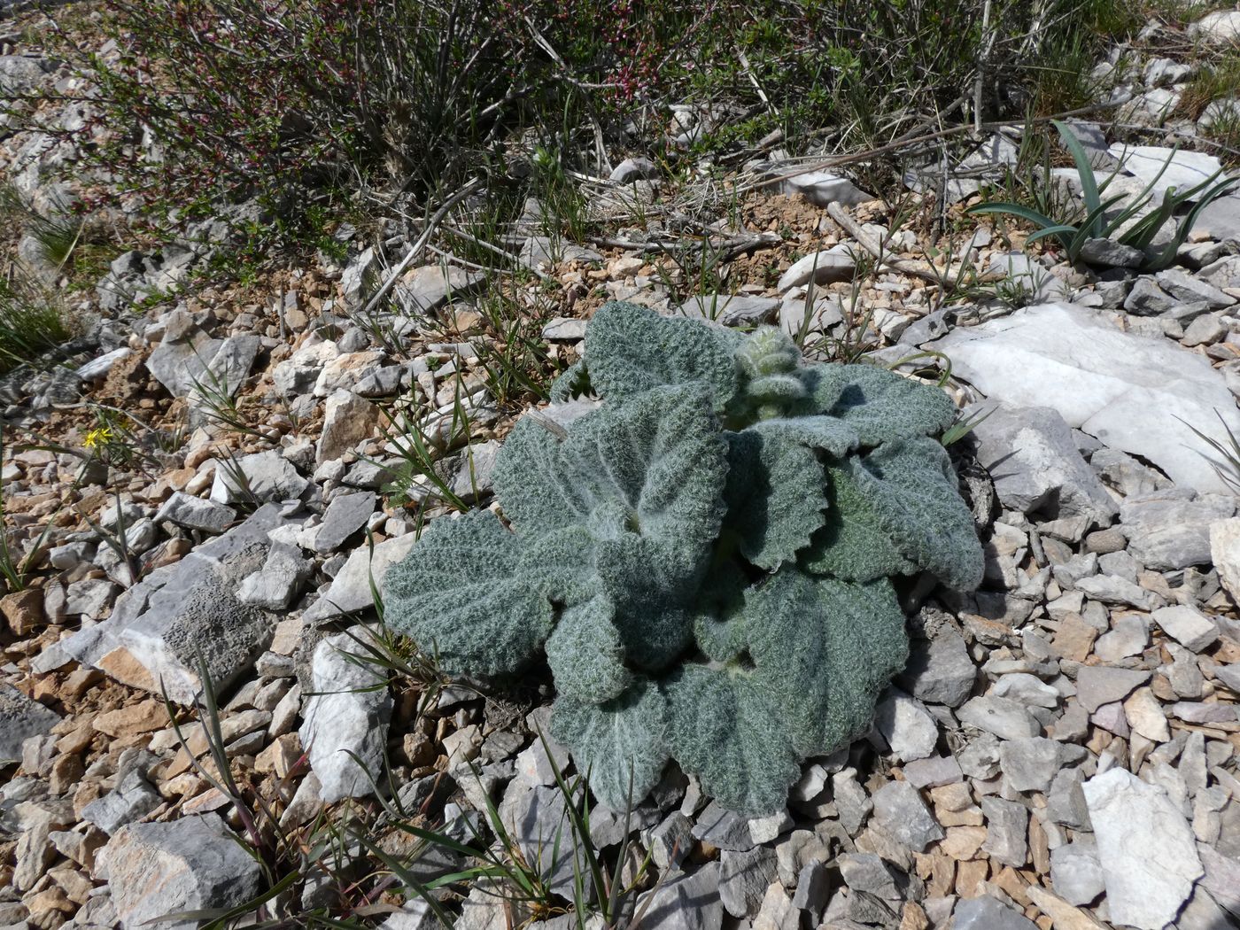 Image of Paraeremostachys karatavica specimen.