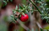 Ruscus aculeatus. Верхушка ветви с плодом. Краснодарский край, Сочи, Хостинский р-н, гора Ахун, широколиственный лес. 14.03.2025.