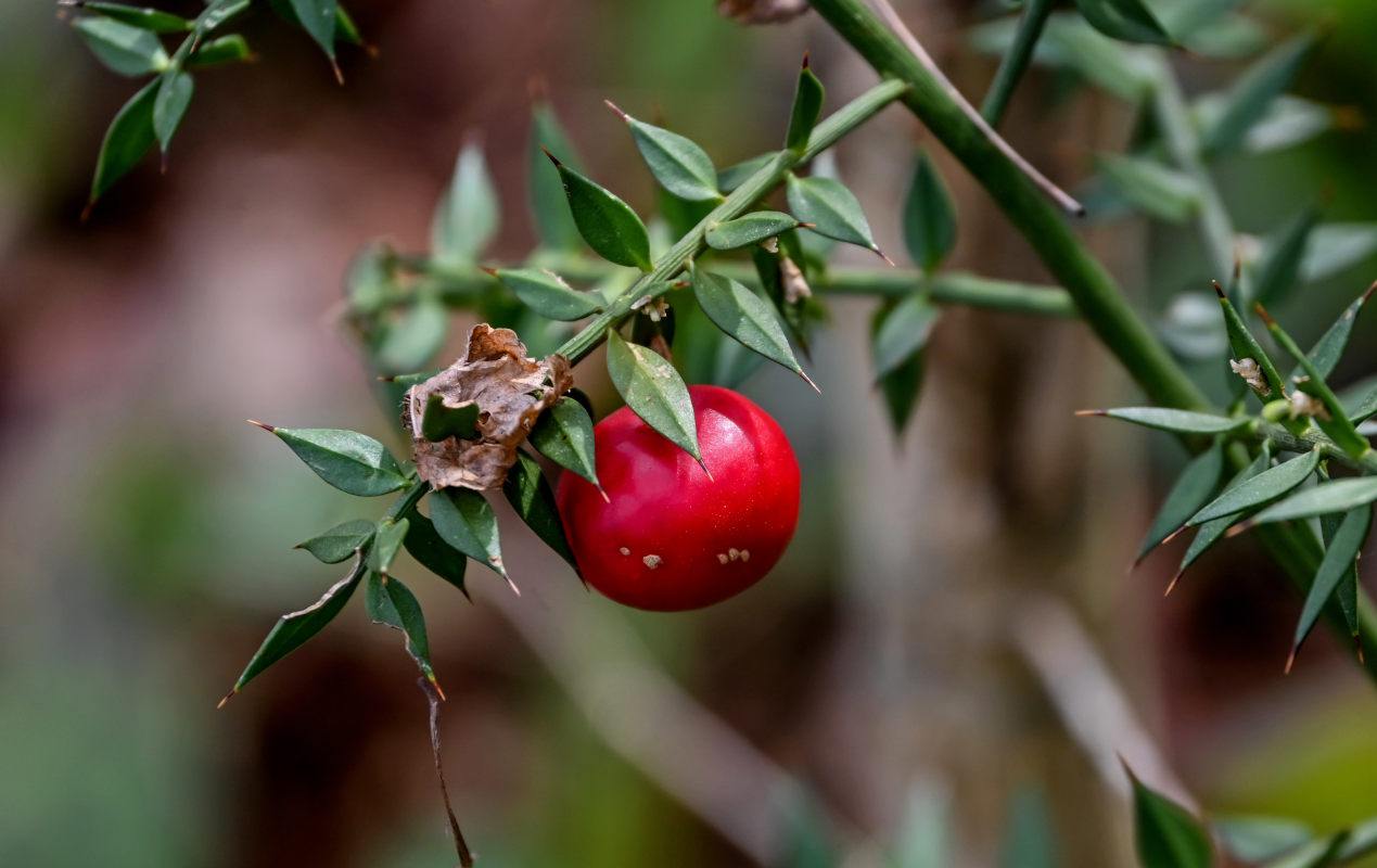 Image of Ruscus aculeatus specimen.