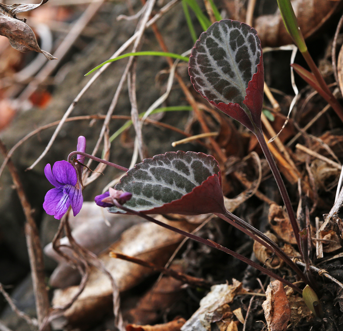 Изображение особи Viola variegata.