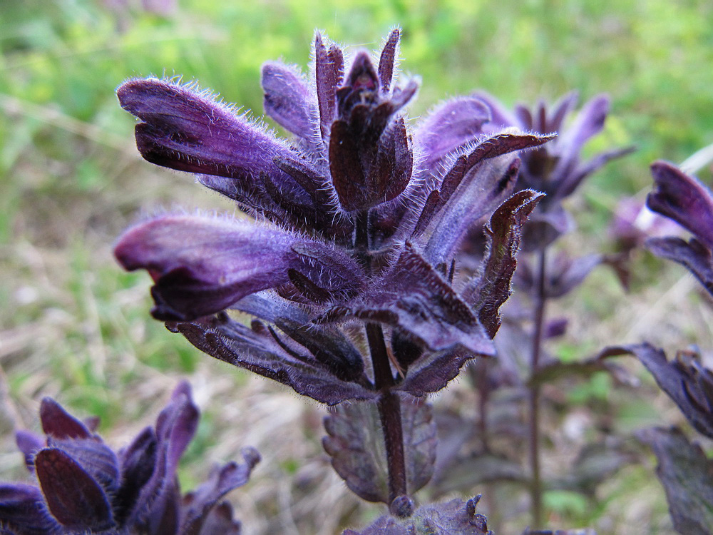 Изображение особи Bartsia alpina.