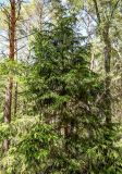 View full-size image Picea abies
